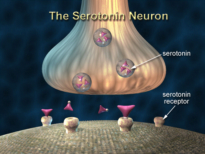 serotonin transmission